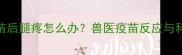 狗狗打完疫苗后腿疼怎么办兽医疫苗反应与科学应对指南