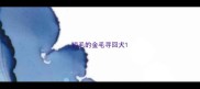 短毛的金毛寻回犬