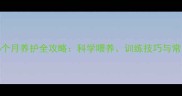 美国恶霸犬6个月养护全攻略科学喂养训练技巧与常见问题解答