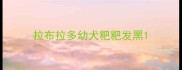 拉布拉多幼犬粑粑发黑