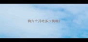 狗六个月吃多少狗粮