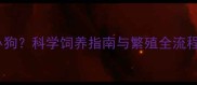 哈士奇能生几只小狗科学饲养指南与繁殖全流程附喂养技巧
