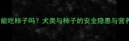 哈士奇能吃柿子吗犬类与柿子的安全隐患与营养真相