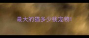最大的猫多少钱宠物