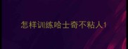怎样训练哈士奇不粘人