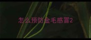 怎么预防金毛感冒