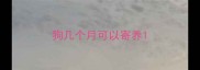 狗几个月可以寄养