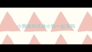 小狗能和其他小狗一起放吗