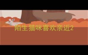陌生猫咪喜欢亲近