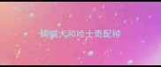 蝴蝶犬和哈士奇配种