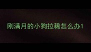 刚满月的小狗拉稀怎么办