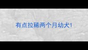 有点拉稀两个月幼犬