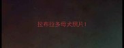 拉布拉多母犬照片
