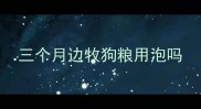 三个月边牧狗粮用泡吗