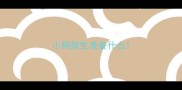 小狗接生准备什么