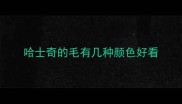 哈士奇的毛有几种颜色好看