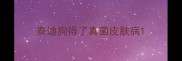 泰迪狗得了真菌皮肤病
