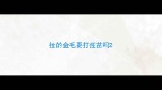 捡的金毛要打疫苗吗