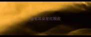 金毛耳朵发红脱皮