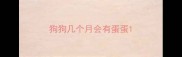 狗狗几个月会有蛋蛋
