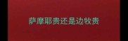 萨摩耶贵还是边牧贵