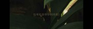拉布拉多怀孕时间表