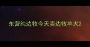 东营纯边牧今天卖边牧羊犬