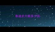 泰迪犬大概多少钱