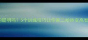 哈士奇真的聪明吗5个训练技巧让你家二哈秒变高智商宠物