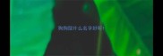 狗狗取什么名字好听