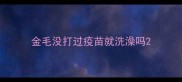 金毛没打过疫苗就洗澡吗