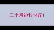 三个月边牧14斤