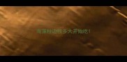 海藻粉边牧多大开始吃