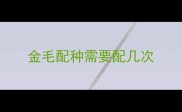 金毛配种需要配几次
