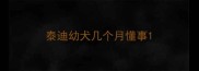 泰迪幼犬几个月懂事