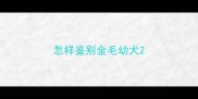 怎样鉴别金毛幼犬