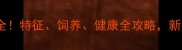 黑拉布拉多全特征饲养健康全攻略新手必看