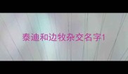 泰迪和边牧杂交名字