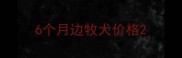 6个月边牧犬价格