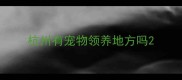 杭州有宠物领养地方吗