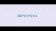 宠物狗几个月最好