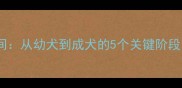 柯基犬成年时间从幼犬到成犬的5个关键阶段附饲养指南