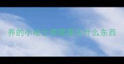 养的小哈士奇需要买什么东西