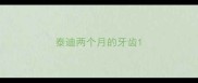 泰迪两个月的牙齿
