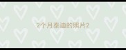 2个月泰迪的照片