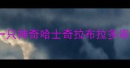 一只神奇哈士奇拉布拉多串