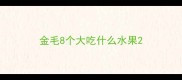 金毛8个大吃什么水果