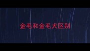 金毛和金毛犬区别