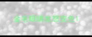 金毛眼睛发怒变色