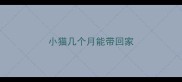 小猫几个月能带回家